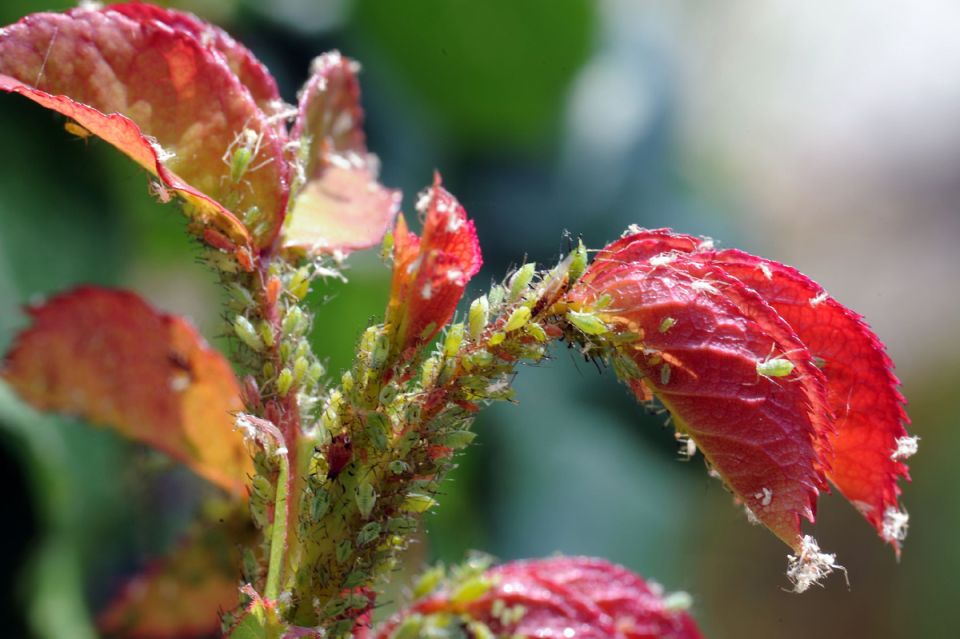 Эффективная борьба с тлей на розах: простые решения для каждого садовода