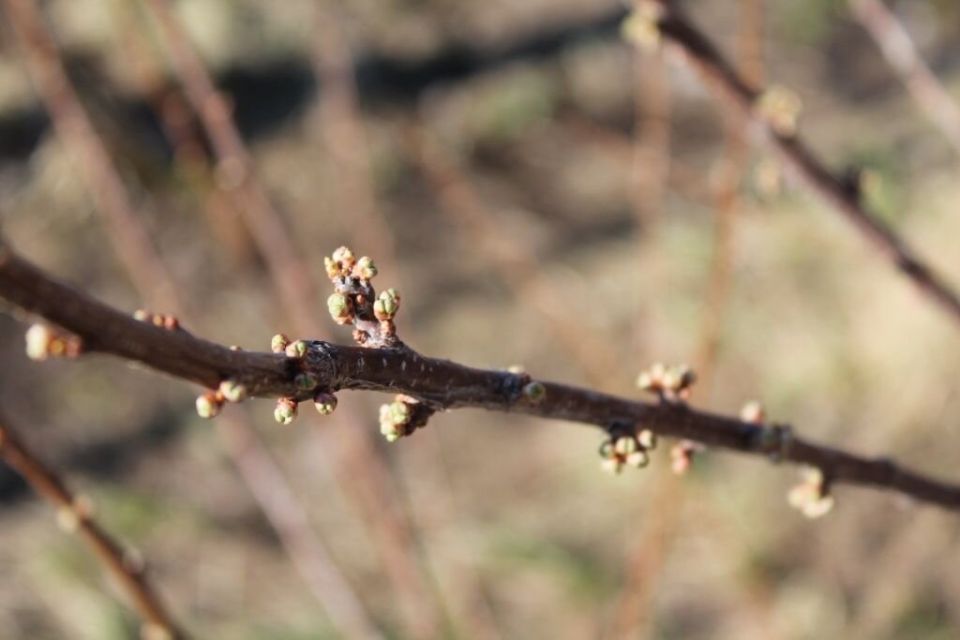 Как превратить весенние хлопоты с сливами в изобилие плодов?