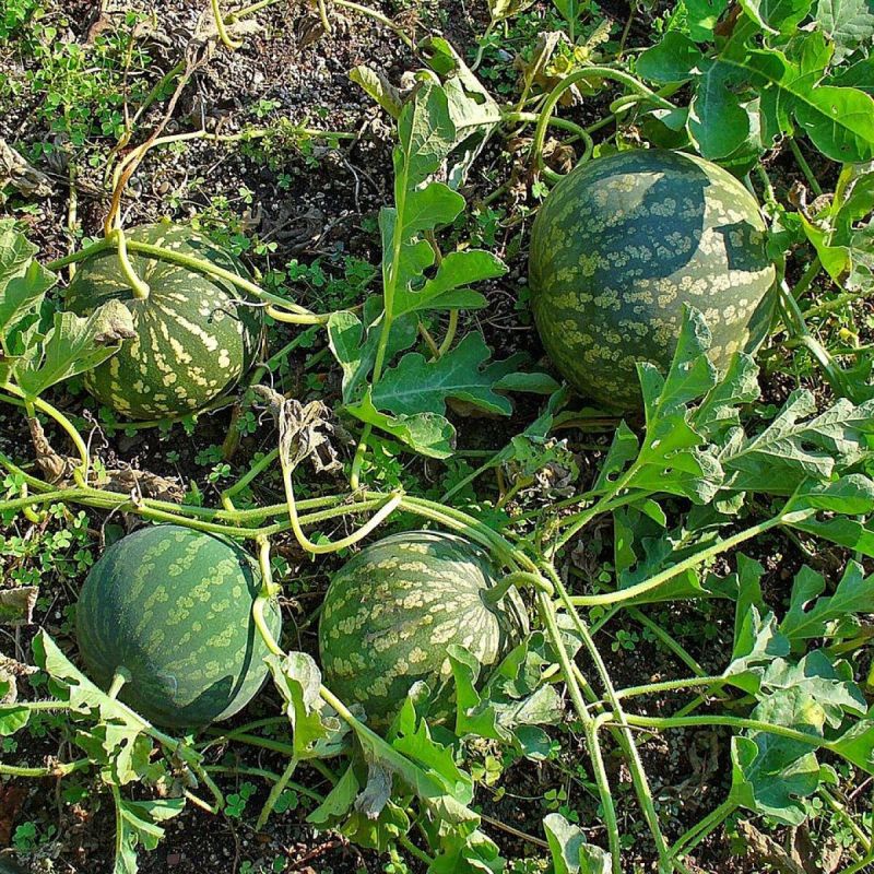 ��� ������� ��������� ������ � ���������� �������: ������� �������� �������