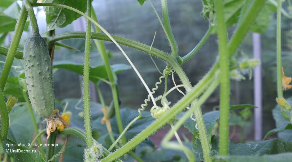 ������� �������: ������� ������� ��� ���� � ������� ������