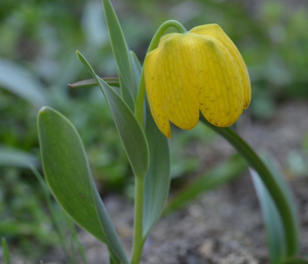 Рябчики: яркие акценты в вашем саду этой осенью