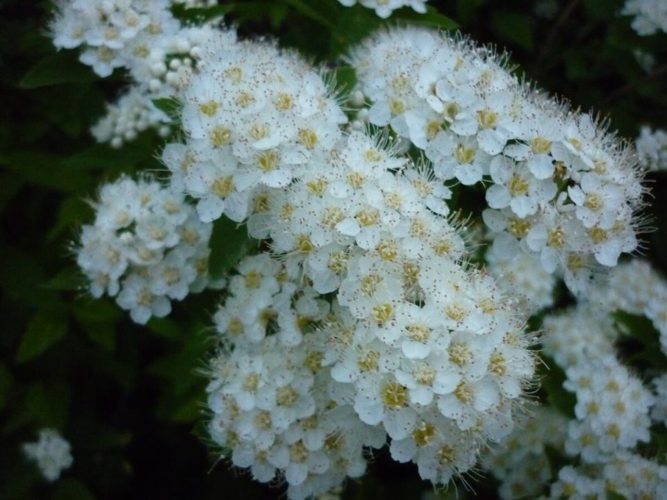 Уход за спиреей: основные аспекты о санитарной обрезке