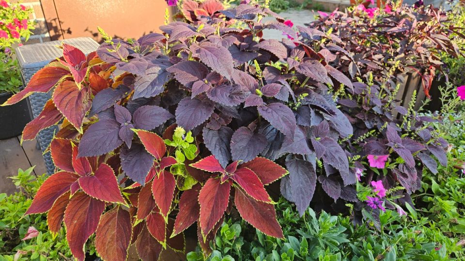 ��������� ��������: ��������, �������������� ����� ������� ������