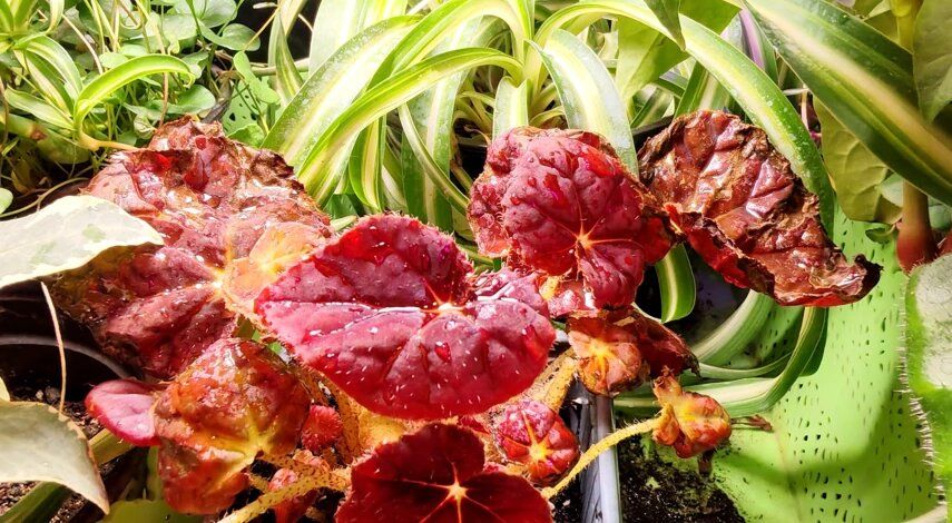 ��������� ����������� �������: ��� ��������� ������� �� ����� � �������� ��������