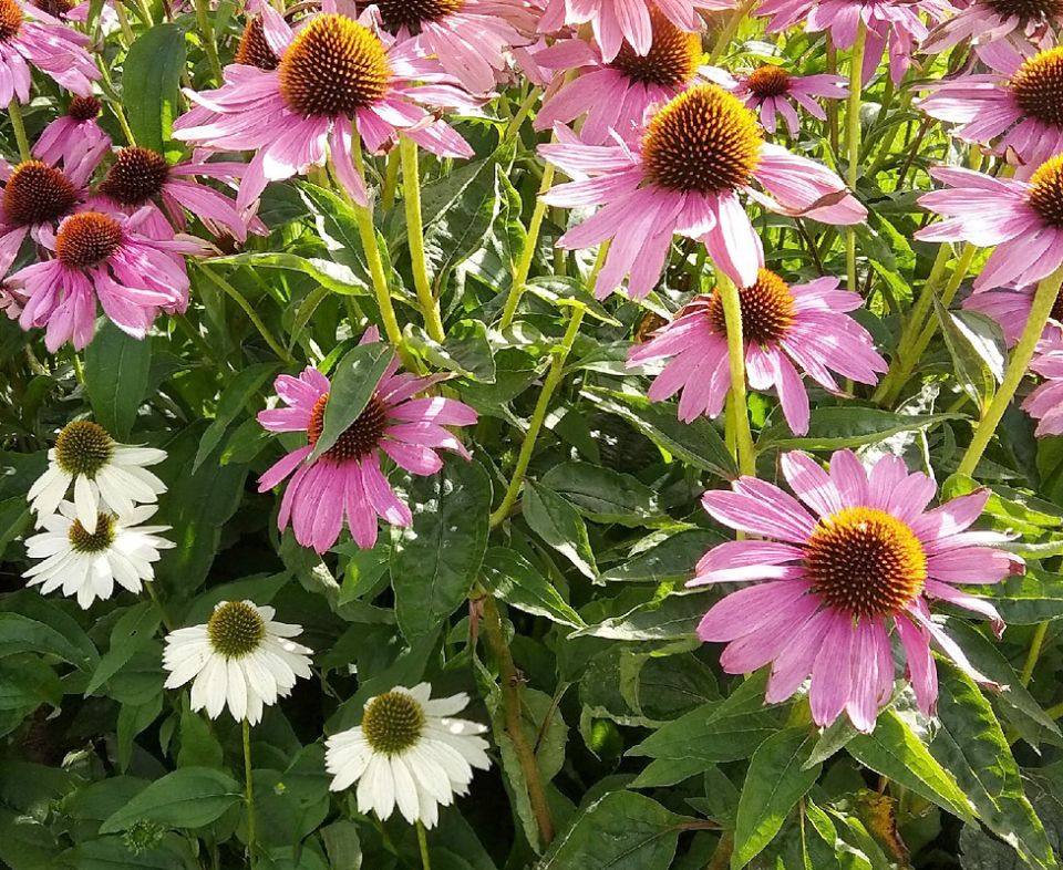 ��������: ������� � ���� � ��� ���������� �����������