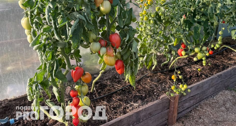 ��� ������� �������� ���: ������� ������� ����� ���������� F1�