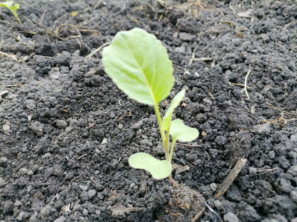 ������ �� ������ ������� �� ����������: ���� �� ������� �������