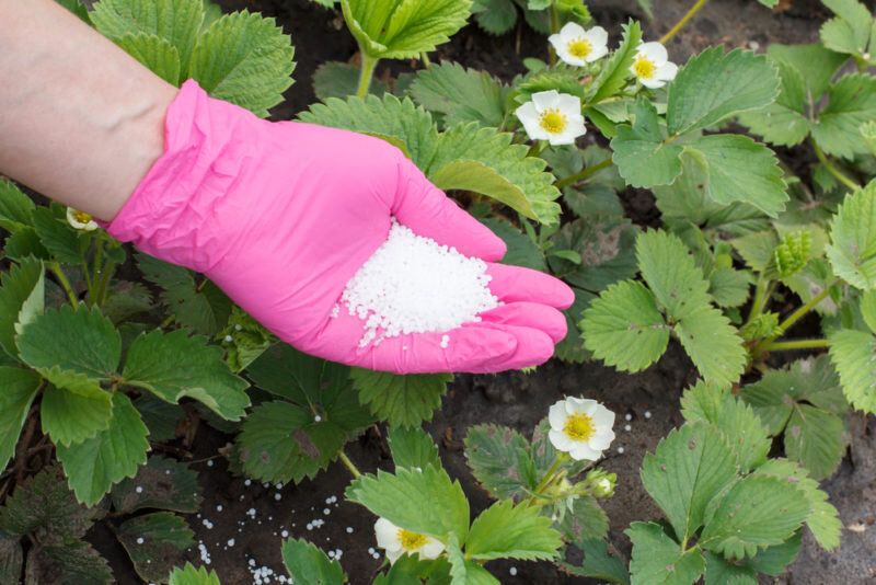 Осенняя обработка сада и огорода мочевиной