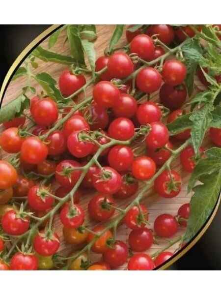 ����� ��������: ������� ����������� ������� ���� � �������