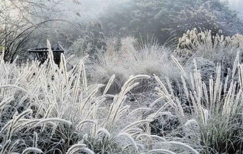 Зимний сад держится за счет простых декоративных хитростей