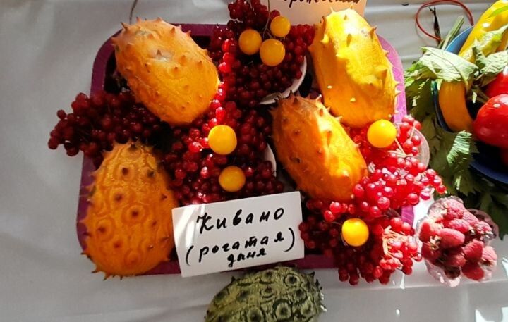 Как кивано нашло место в бочке и удивило хозяина в Хабаровске