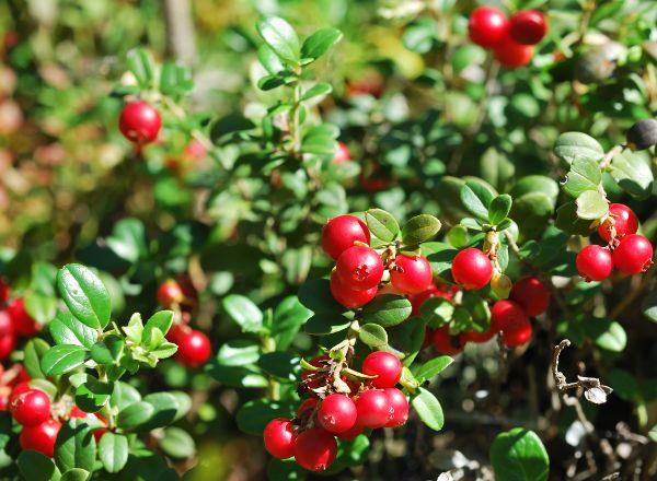 ��������: ��� ������� ������ � �������� �������������