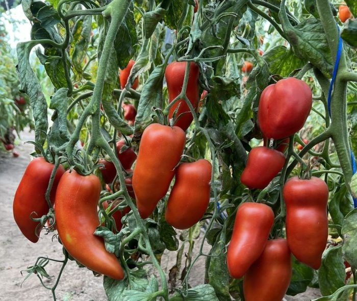 Как рожковидные плоды томата Великолепный рог меняют восприятие сада