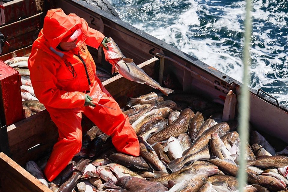 Тресковый коллаген в ранозаживляющих покрытиях открывает путь к доступной реабилитации