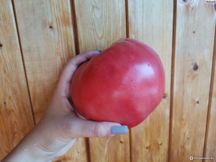 Томат Красномордина: крупные плоды и спокойный подход к уходу