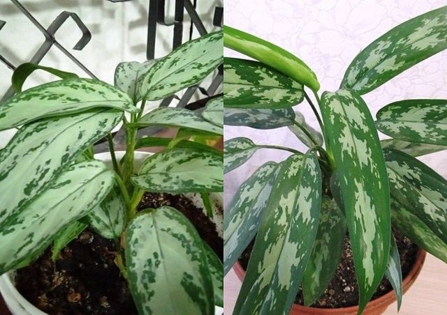 Как сделать аглаонему пышным кустом: секреты правильного ухода