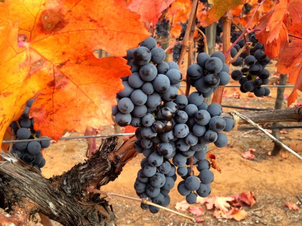 Чили: виноградник, где карменер воскрес из мертвых