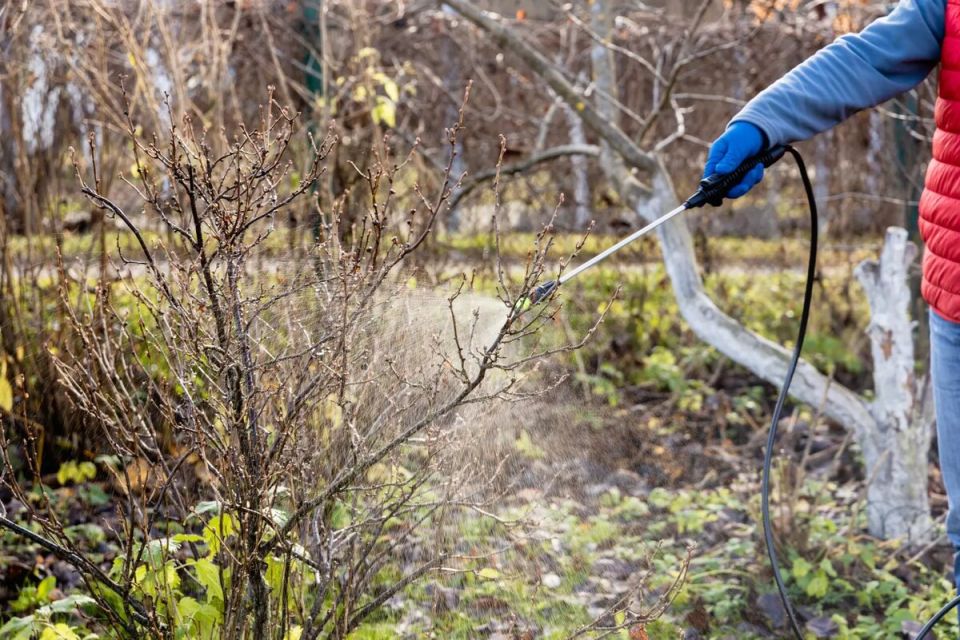 Как правильно провести осеннюю искореняющую обработку сада