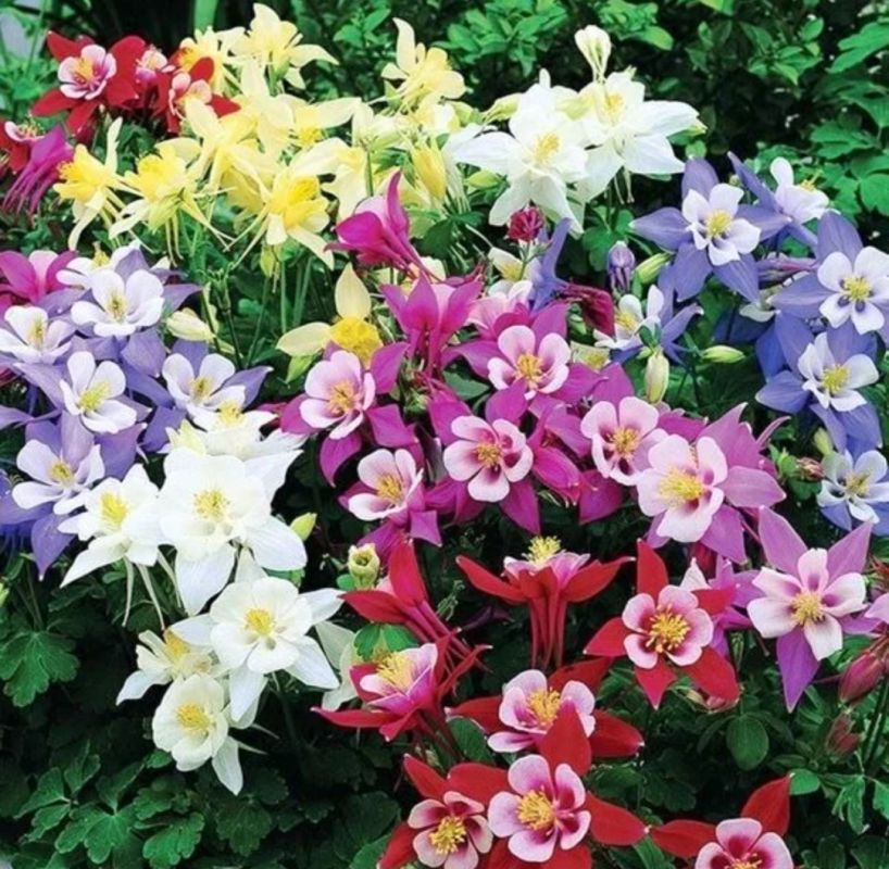 ����� ��� ��������� ����: ������ ������� � ����