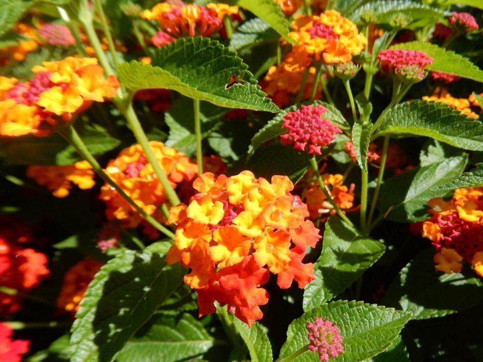 Как сохранить экзотические растения до весны: советы для всех желающих