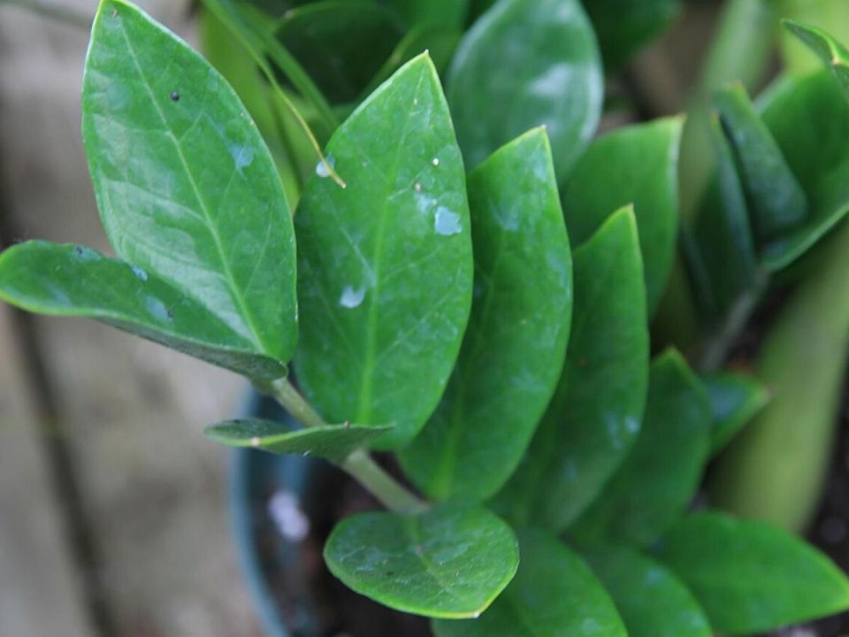 ������������ � ����� ����: ������ �� ������� ��� ������ �����������?