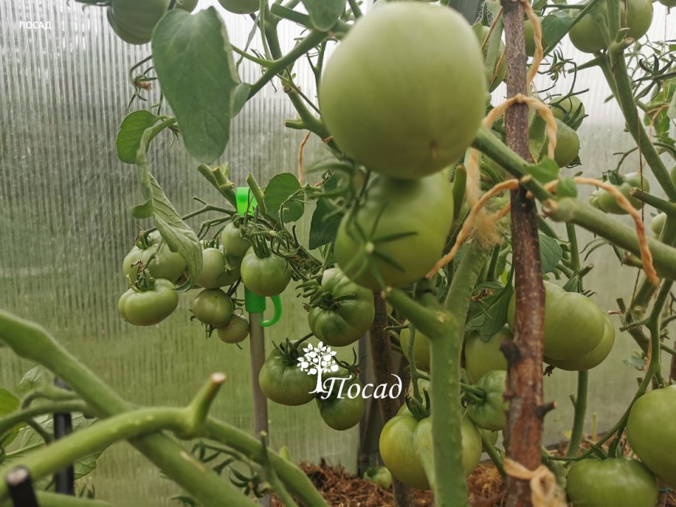 ���-������� ������������� ������������� ������ � �������