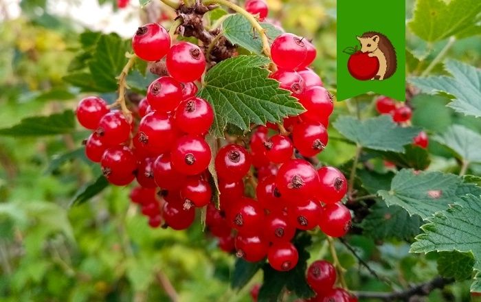 ������� ���������: 5 ������, ������ ����� �������� �� �� ����� �������