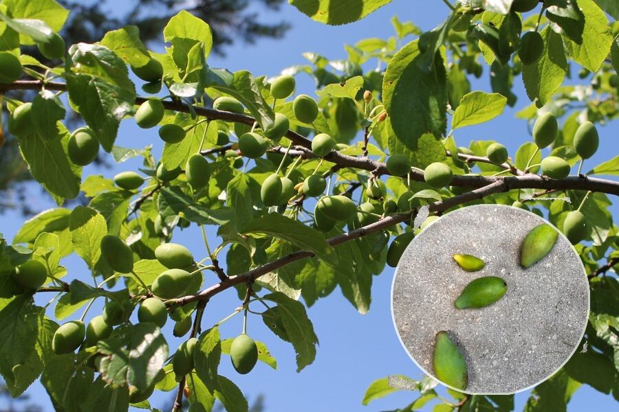 ��� ������ �� �������� ������ �����: �������� ������� � �������