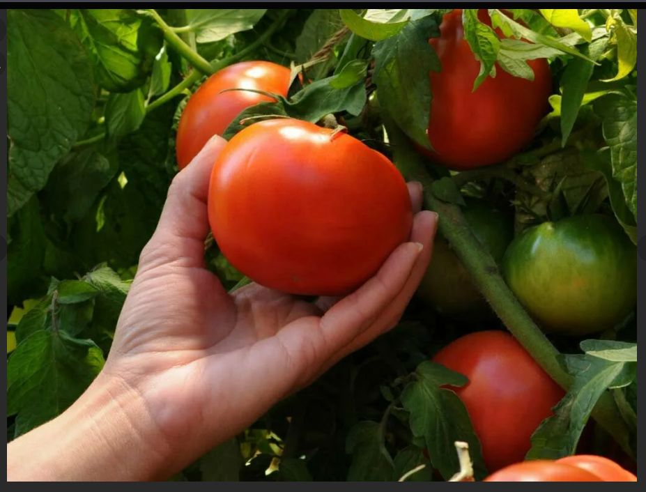 ��� ����� ������� ������� ������ � ��������� ������