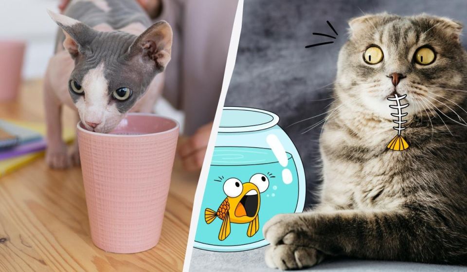 ������� ���������: ����� �������� ������ ��������� ��� �����