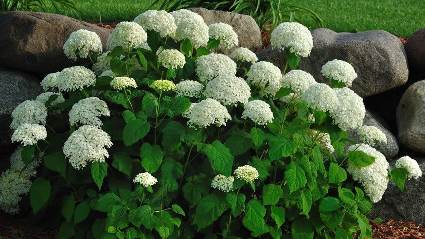 ������, ������� ������ ���������� ������: ��� ��������� � ������������ ������� ���������