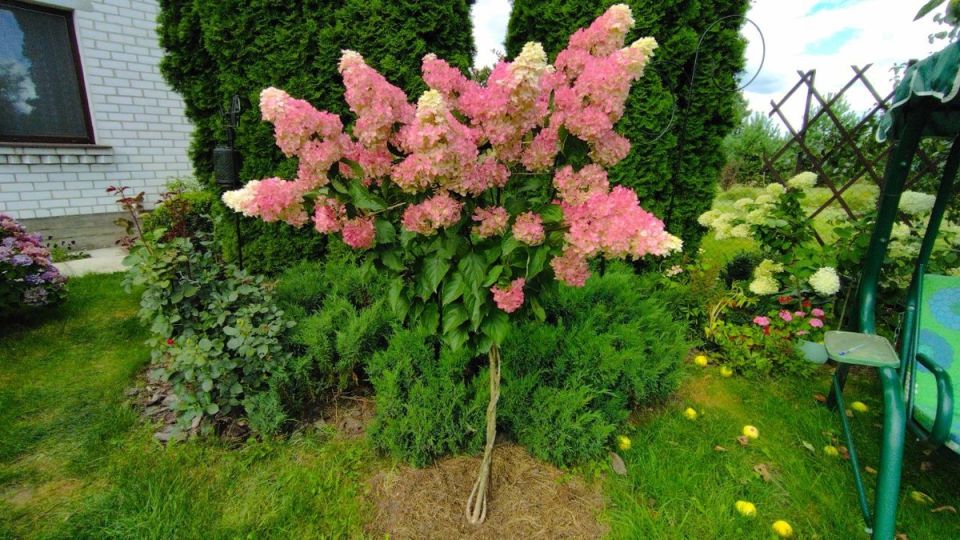 ������� ����� �� �����������: ��� ������ ��������� ��� ������ ������