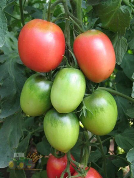 ������ ������ ������: ������� ������ ��� ������ �������