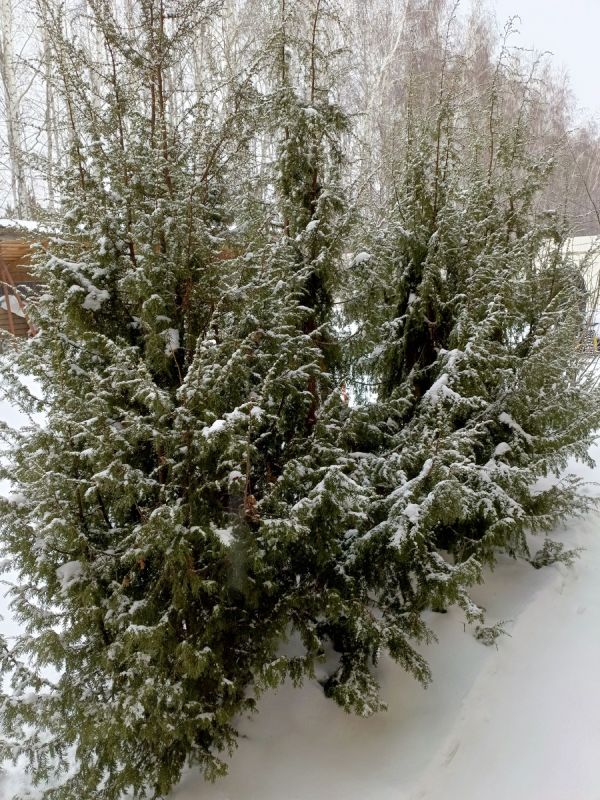 Зимние чудеса на даче: хвойные, снег и неожиданные находки