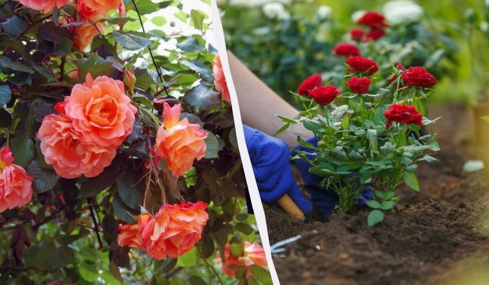 ������� � ����� ��������� ���������