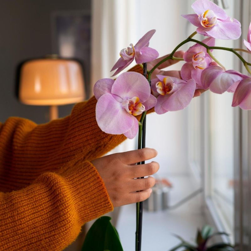 3 ошибки в уходе за орхидеей: спасти цветок за 30 минут проще, чем вы думаете