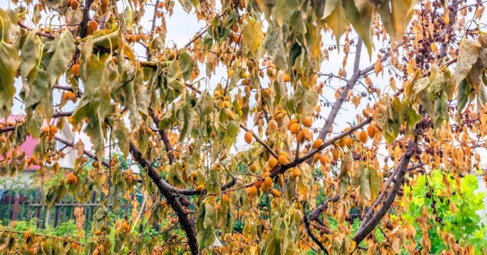 Как спасти засыхающий абрикос: советы садоводов