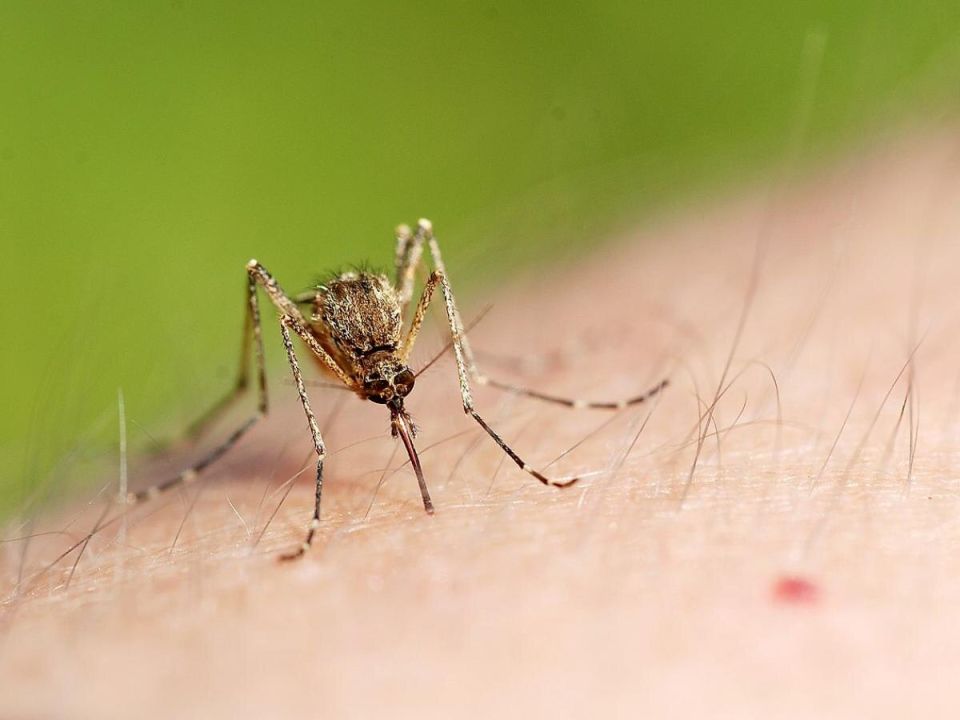 Натуральная защита: как превратить дачу в уютную зону без комаров