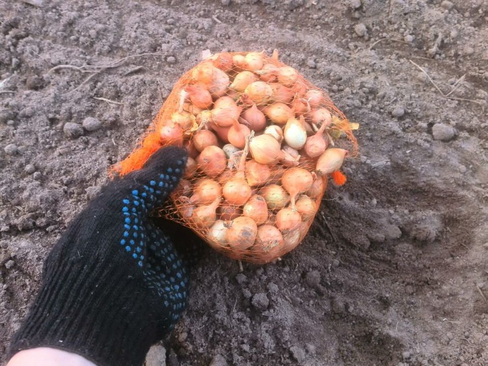 Как подготовить лунки для зимней посадки лука: лучшие секреты удобрений