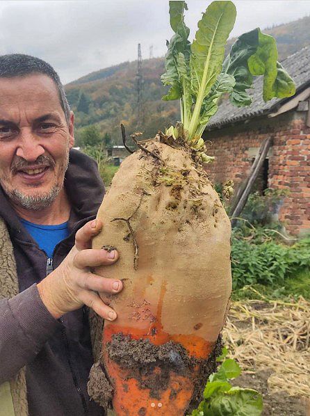 Овощи-гиганты: Искусство выращивания рекордов на грядках