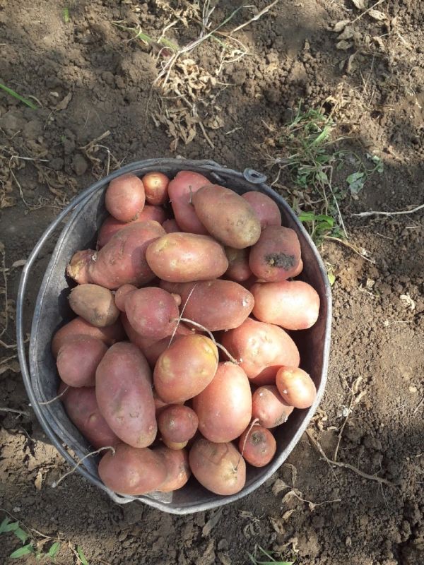 Как удобрения влияют на вкус картофеля и как его улучшить