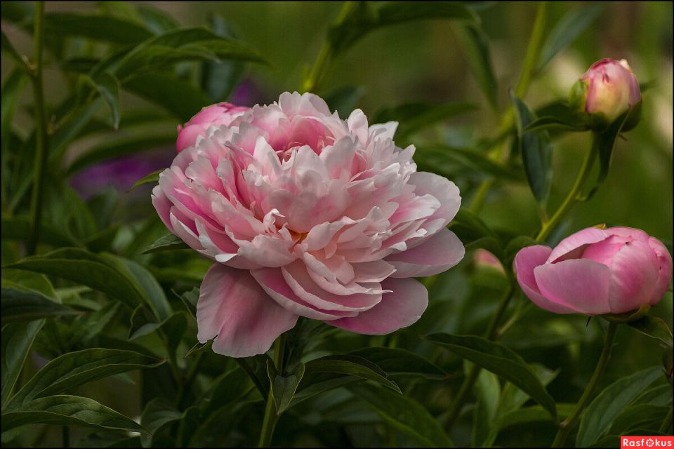 Уход за пионами: как обеспечить им идеальные условия весной