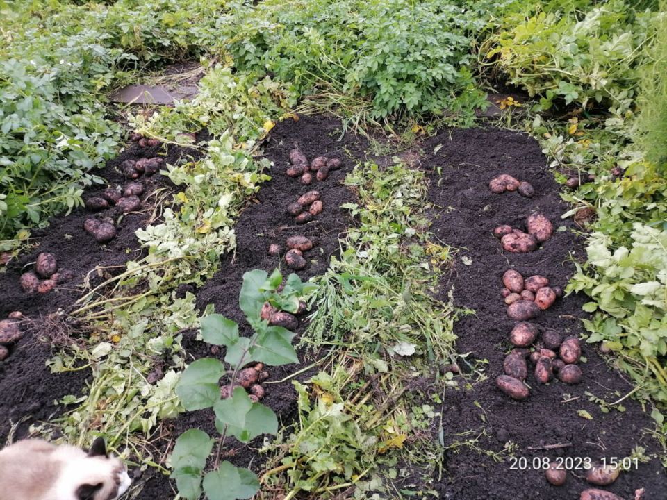 Почему важно убирать картошку даже в непогоду