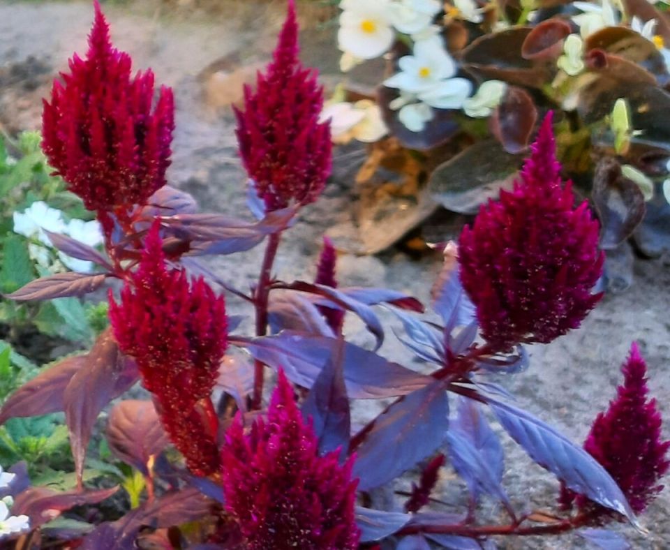 Очарование весны: самые привлекательные цветы для сада