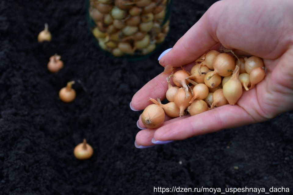 Как подготовить почву для зимней посадки лука-севка: секреты успешного урожая
