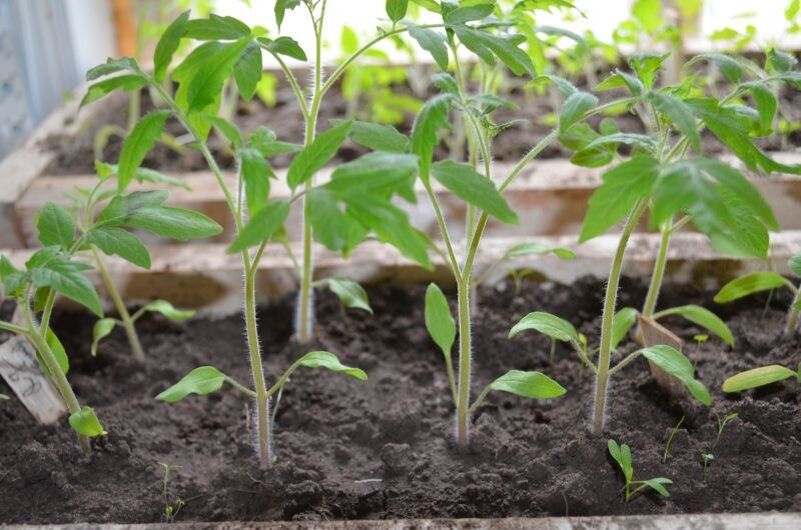 Как вырастить успешную рассаду томат: опыт и рекомендации