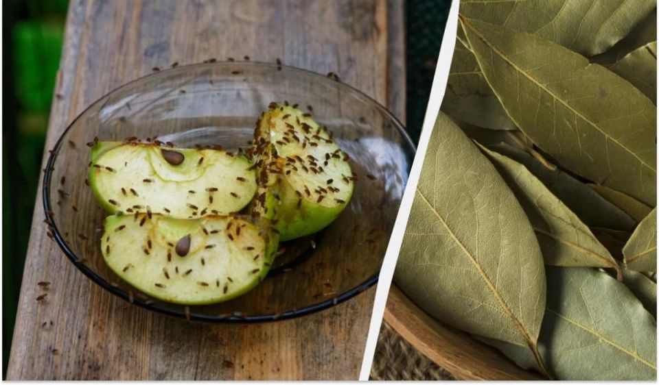 ��� ���������� ����� �� �����: ����������� ������ ������ ���������