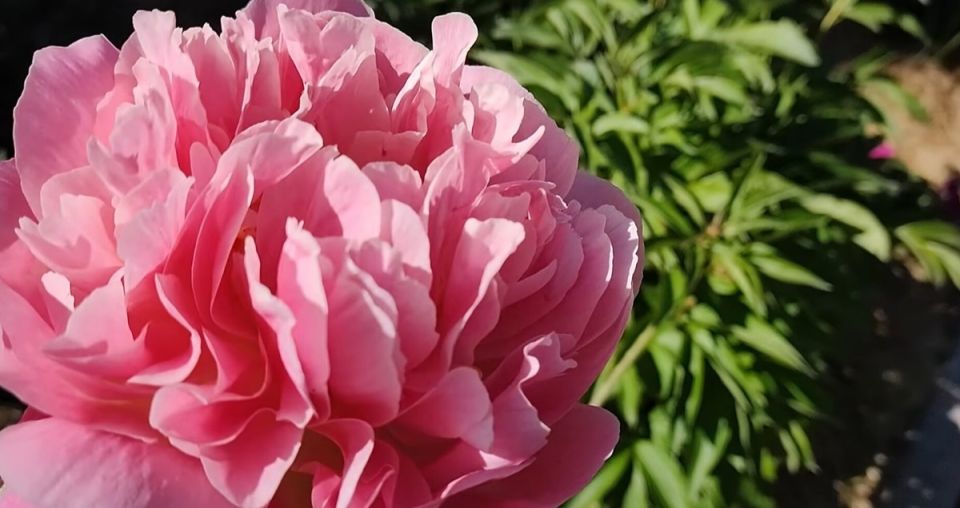 Уход за пионами весной: секреты успешного цветения