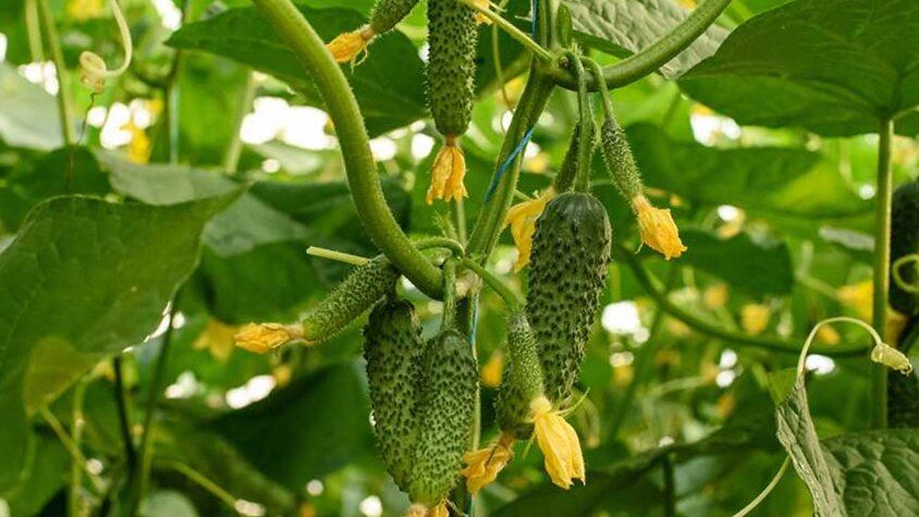 ������ �������� ������: ������� ������� ����������� � ������ �����