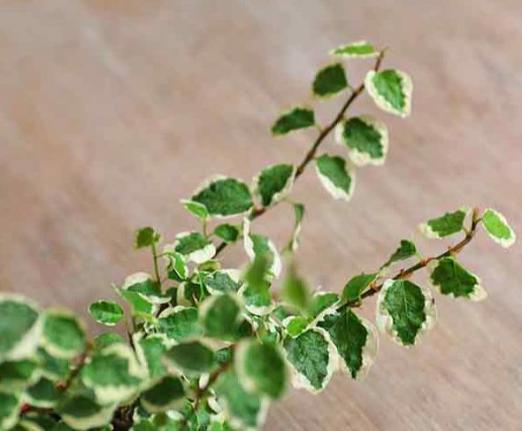 Фикус «Пумила Уайт Санни»: идеальное растение для вашего дома